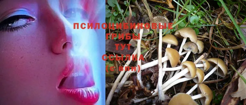 как найти наркотики  Советская Гавань  Галлюциногенные грибы Psilocybe 